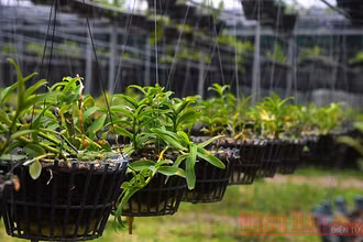 Thị trường lan đột biến đang rất "sốt".