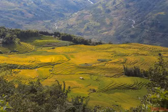 Mùa vàng Y Tý