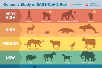 Bảng xếp hạng khả năng nhiễm virus SARS-CoV-2 của các loài động vật có xương sống. Ảnh: Matt Verdolivo / UC Davis.