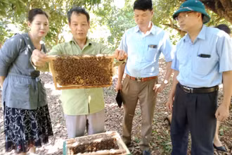 Ong nuôi dưới tán rừng nhãn ở xóm Khe Đù, xã Phúc Thuận, thị xã Phổ Yên (Thái Nguyên).