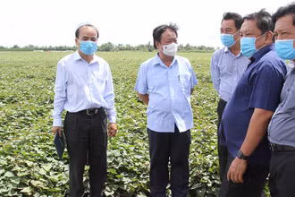 Bộ trưởng Lê Minh Hoan thăm cánh đồng trồng khoai lang tại huyện Bình Tân, tỉnh Vĩnh Long. 