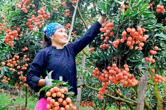 Ảnh minh họa: Niềm vui của người dân thu hoạch vải. 
