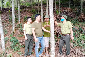Gia đình anh Lý Ngọc Đình ở xóm Đồng Đình, xã Kim Phượng, huyện Định Hóa (Thái Nguyên) trồng được 15 ha quế.