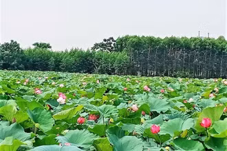 Mùa sen thơm ngát ở tâm dịch Covid-19
