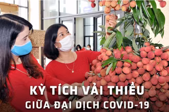 Kỳ tích vải thiều giữa đại dịch Covid-19