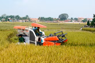 Nông nghiệp Việt Nam có vai trò đặc biệt quan trọng trong việc bảo đảm an ninh lương thực, ổn định xã hội.