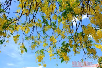 Rực rỡ như muồng hoàng yến