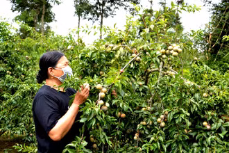 Mùa mận chín trên “cao nguyên trắng” Bắc Hà