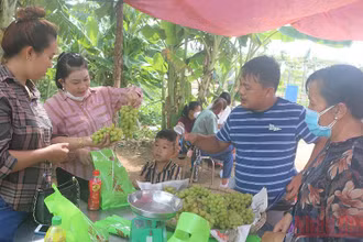 Du khách mua nho trái tại vườn về làm quà cho người thân.