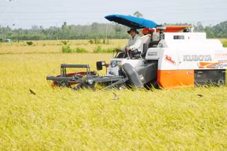 Bà con nông dân tỉnh Sóc Trăng thu hoạch lúa đông xuân. (Ảnh: Nguyễn Phong)
