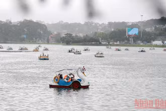 Du ngoạn thiên nga trên hồ Xuân Hương trong mưa bay.