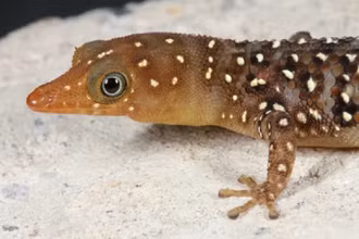 Sphaerodactylus copei, một loài thằn lằn đặc hữu của vùng Caribbe, đang bị đe dọa với môi trường sống bị thu hẹp do nạn khai thác gỗ bừa bãi. (Ảnh: IUCN)