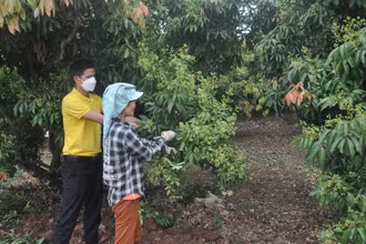 Dự kiến Bắc Giang sẽ có một mùa vải bội thu.