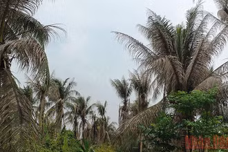 Sâu đầu đen ăn lá gây hại trên vườn dừa.