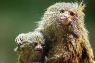 Khỉ lùn pygmy marmoset, loài khỉ nhỏ nhất thế giới, là một trong những loài nguy cấp đang bị buôn bán trái phép trên Facebook. (Ảnh: EPA)