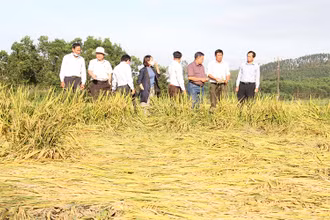 Lãnh đạo Cục Trồng trọt (Bộ Nông nghiệp và Phát triển nông thôn) và Sở Nông nghiệp và Phát triển nông thôn tỉnh Quảng Ngãi kiểm tra lúa bị đổ ngã ở huyện Sơn Tịnh.