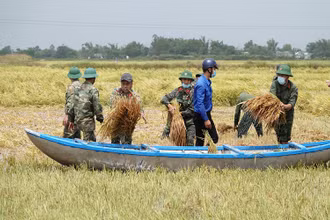 Bộ đội giúp dân thu hoạch lúa.