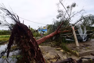Cây xanh bị bật gốc khi bão Grace đổ bộ vào thị trấn Tecolutla, bang Veracruz, Mexico ngày 21/8/2021. (Ảnh: Reuters)