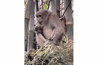 Khỉ vàng tại núi đá Khụ Tang, xã Yên Phú, huyện Lạc Sơn, tỉnh Hòa Bình.