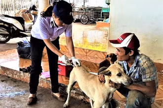Nhằm ngăn chặn bệnh dại trên địa bàn tỉnh, ngành Thú y tỉnh Đắk Lắk triển khai tiêm phòng dại cho đàn chó nuôi trên địa bàn.