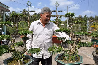 Cặp kiểng được uốn theo phong cách cổ đã được nghệ nhân Lê Văn Hạnh, xã Thạnh Nhựt (huyện Gò Công Tây) hoàn chỉnh.