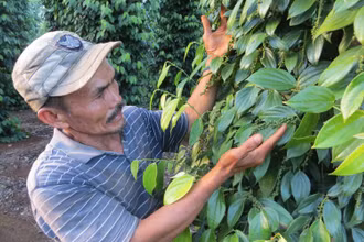Người nông dân ở Đắk Lắk phấn khởi vì giá tiêu tăng cao.