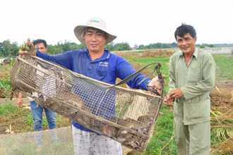 Nông dân miền tây bắt chuột, bảo vệ lúa. (Ảnh: Hòa Hội)