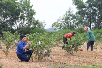 Mô hình trang trạng tổng hợp cho thu nhập hàng trăm triệu đồng/năm của đoàn viên Lê Sỹ Thuật. 
