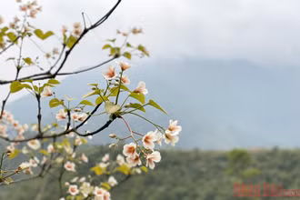 Tháng 3 - triền núi trắng hoa trẩu