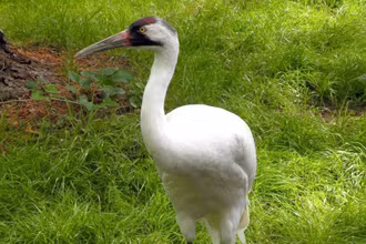 Loài sếu quý hiếm whooping crane. Ảnh: Pixabay.