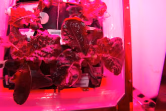 Diếp cá được trồng thử nghiệm trên Trạm Vũ trụ quốc tế. Ảnh: NASA.