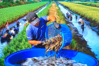 Nông dân xã Trí Phải (huyện Thới Bình) thu hoạch tôm càng trên đồng lúa hữu cơ. (Ảnh: Văn Đời - Cà Mau).