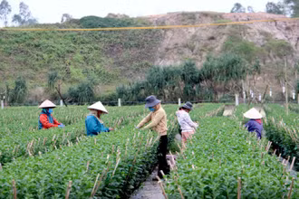 Các nhà vườn đang ngắt nụ hoa cúc.
