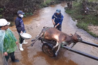 Theo báo cáo của huyện A Lưới, đợt rét vừa qua đã làm 909 con trâu, bò, dê trên địa bàn bị chết.