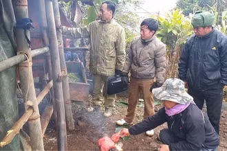 Cán bộ Phòng NN-PTNT huyện Tuần Giáo, tỉnh Điện Biên kiểm tra công tác bảo vệ gia súc tại cơ sở.
