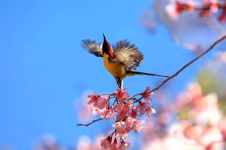 “Săn” vũ điệu xuân