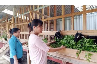 Người dân ở huyện Quỳ Hợp, Nghệ An, phát triển trang trại nuôi dê thoát nghèo (Ảnh minh họa: Thành Châu).