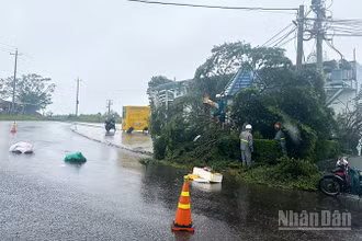 Nhiều hệ thống dây cáp viễn thông trên địa bàn Phường 2 Bảo Lộc và Phường 3 Bảo Lộc, tỉnh Lâm Đồng bị cây xanh ngã đổ gây đứt, hư hỏng.
