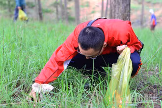Sau mưa, người dân và du khách vào các khu rừng thông để thu hái các loại nấm.