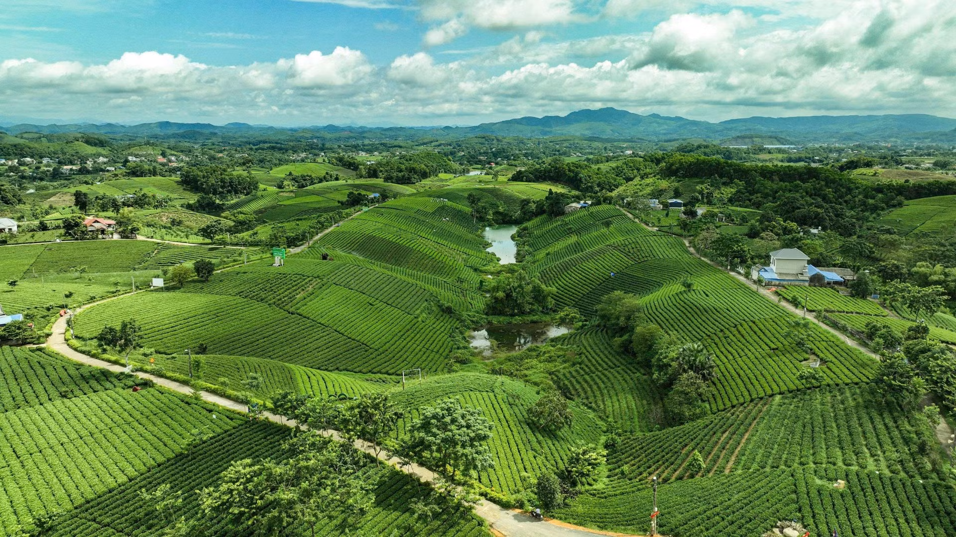Đồi chè Cầu Đá, tỉnh Thái Nguyên. (Ảnh: ÂU NGỌC NINH)