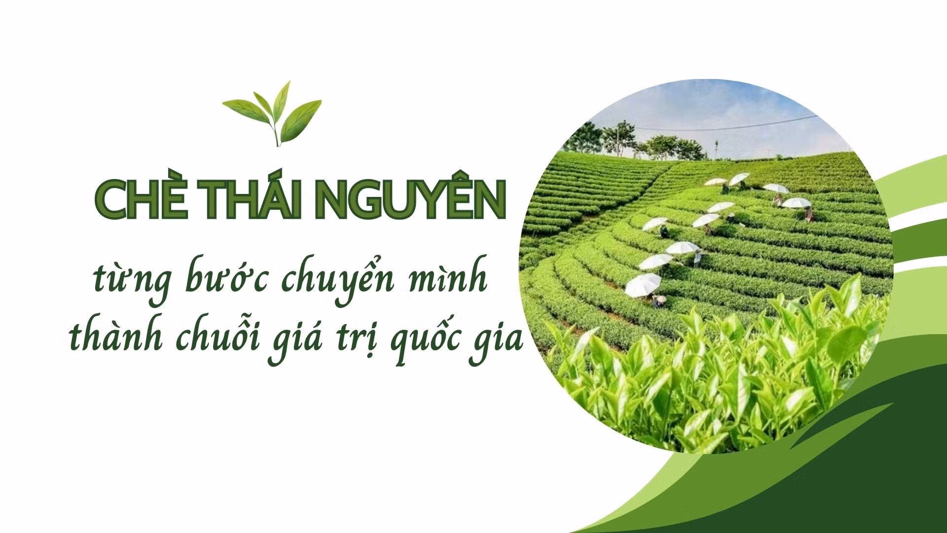 Chè Thái Nguyên từng bước chuyển mình thành chuỗi giá trị quốc gia