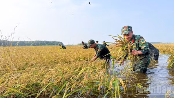 Cán bộ, chiến sĩ khẩn trương thu hoạch lúa giúp nhân dân, hạn chế thiệt hại trước nguy cơ mưa lớn, nước dâng.
