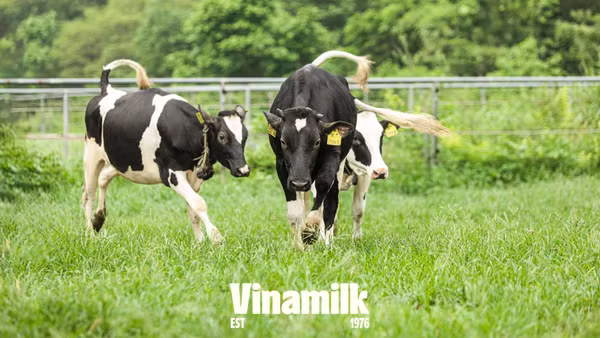 Bò sữa tại trang trại Vinamilk được tự do lựa chọn việc ra đồng cỏ, sân chơi hoặc trở về chuồng, nơi được trang bị hệ thống bảo đảm nhiệt độ tối ưu vận hành hoàn toàn tự động, nệm nằm êm như khách sạn để nghỉ ngơi…