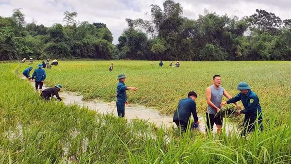 Các lực lượng chức năng phường Mỹ Lâm hỗ trợ người dân thu hoạch lúa bị ngập nước.