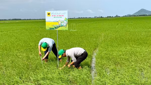 Mô hình "Hành trình Xanh - Đất khỏe, cây trồng khỏe" được triển khai trên ruộng lúa của anh Huỳnh Thành Chuẩn (xã Sơn Kiên, tỉnh An Giang) nhằm đánh giá hiệu quả cải tạo đất phèn ngay từ đầu vụ. (Ảnh: NVCC)