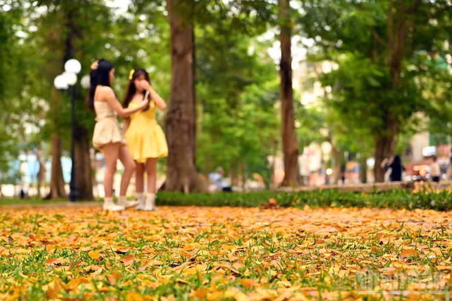 Những thảm lá vàng trong công viên thu hút nhiều bạn trẻ tới lưu lại khoảnh khắc giao mùa.