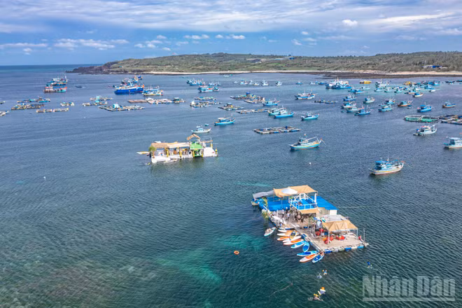 Nằm ở vùng biển phía đông đảo Phú Quý, Bãi Cạn là khu vực rạn san hô có mực nước tương đối nông và hiền hòa.