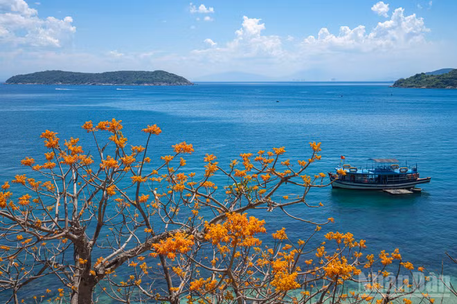 Hoa Ngô đồng rực rỡ tại Cù Lao Chàm.