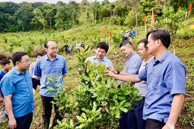 Các đồng chí lãnh đạo tỉnh Điện Biên thăm mô hình trồng cây mắc-ca tại xã Tuần Giáo, tỉnh Điện Biên.