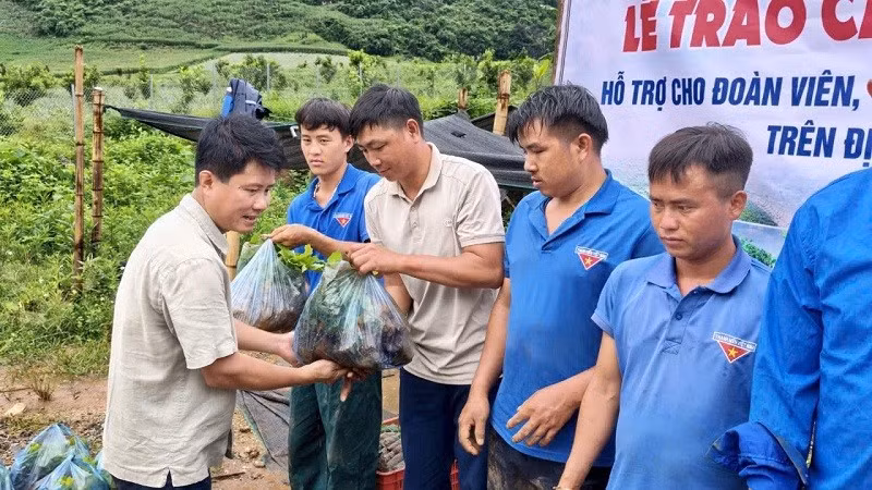 Lãnh đạo xã Pú Nhung (tỉnh Điện Biên) trao cây giống cà-phê hỗ trợ các đoàn viên hoàn cảnh khó khăn để trồng, mở rộng diện tích.